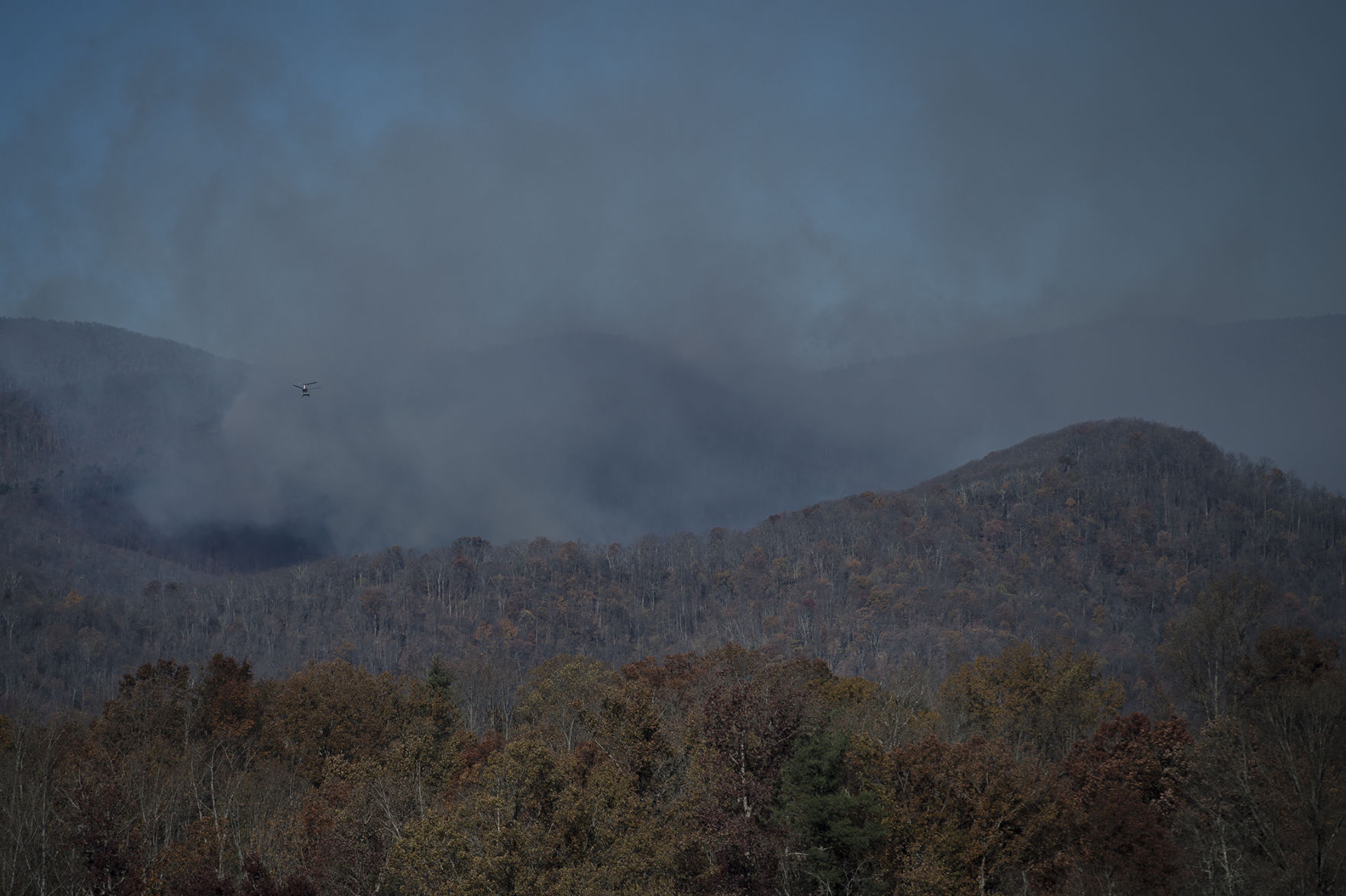 Forest Fire